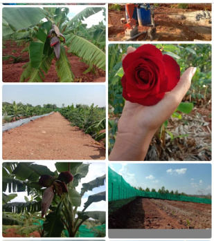 6 Acre Agricultural/Farm Land for Sale in Mahadevapura Road, Mysore