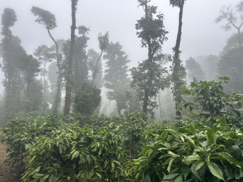 Agricultural/Farm Land for Sale in Mudigere, Chikmagalur (12 Acre)