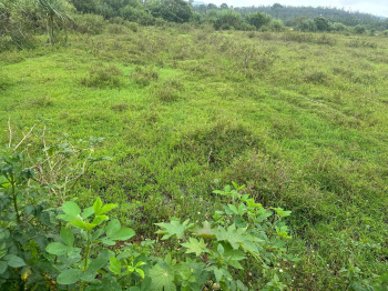 Agricultural/Farm Land for Sale in Mudigere, Chikmagalur (28 Guntha)
