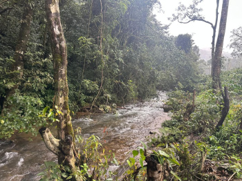 Agricultural/Farm Land for Sale in Mudigere, Chikmagalur (4 Acre)