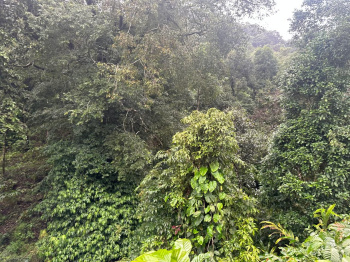 Agricultural/Farm Land for Sale in Mudigere, Chikmagalur (15 Guntha)