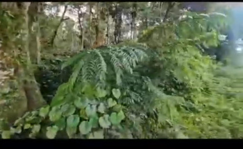 Agricultural/Farm Land for Sale in Alur, Hassan (10 Acre)