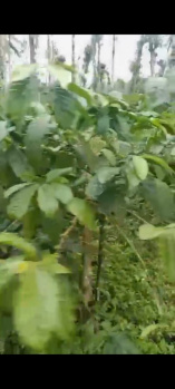 Agricultural/Farm Land for Sale in Mudigere, Chikmagalur (12 Acre)