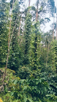 14 Acre Agricultural/Farm Land for Sale in Joythinagar, Chikmagalur