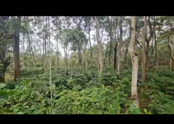 37 Guntha Agricultural/Farm Land for Sale in Tejur, Hassan
