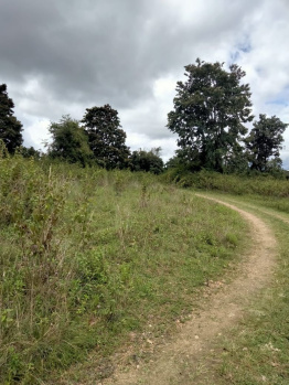 Agricultural/Farm Land for Sale in Kadur, Chikmagalur (12 Acre)