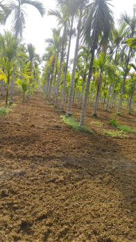 7.5 Acre Areca & Coconut Plantation – Hassan