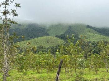 Beautiful Hill View Land for Sale – Mudigere