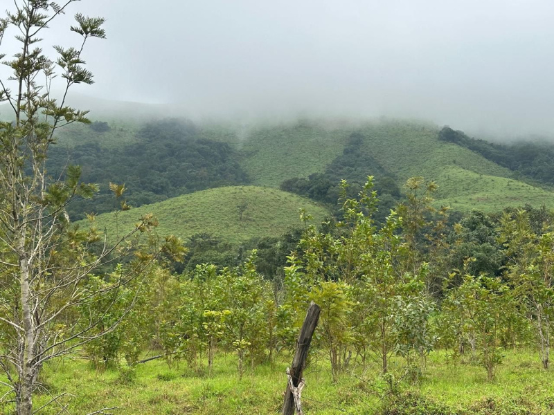 Beautiful Hill View Land For Sale – Mudigere