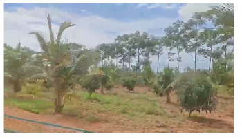 27 Acres Fully Developed Farm for Sale – Kollegala, Karnataka