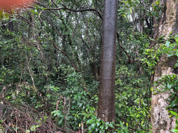 2.5 Acre Land for Sale – Mudigere