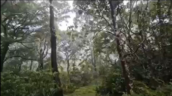 Agricultural/Farm Land for Sale in Sakleshpur, Chikmagalur (45 Ares)