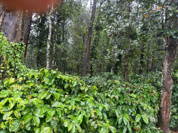 37 Acres Plantation for Sale – Belur