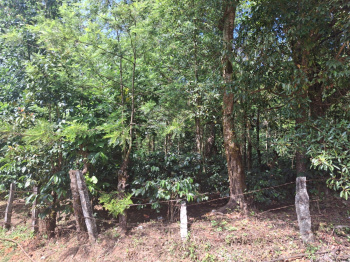 8 Acre Coffee Estate for Sale – Lower Giri Area, Chikkamagaluru