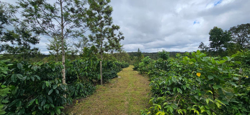 10 Acre Well-Maintained Coffee Estate – Sakleshpur
