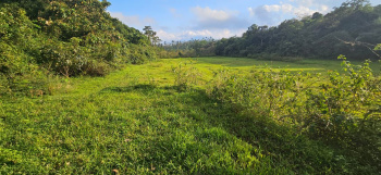 4.5 Acre Agricultural Land for Sale – Sakleshpur