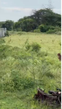 12.5 Gunta Land for Sale – Gauribidanur Kasaba
