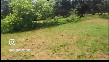 3 Acre Mango Plantation for Sale – Near Ramanagara City