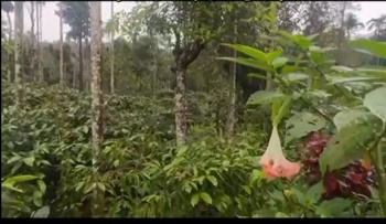 20 Acre Plantation Land for Sale – Mudigere (Towards Gowdahalli)