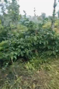 12 Acre Coffee Estate for Sale –, Near Aldur Chikmagalur