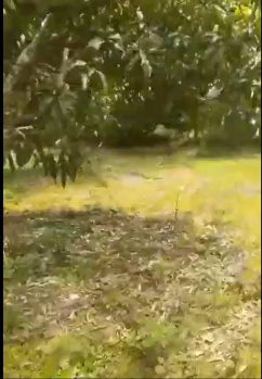3 Acre Mango Farm for Sale – Lakshmipura, Magadi Road
