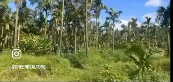 6.5 Acre Areca Plantation with House – For Sale in Chikkamagaluru District