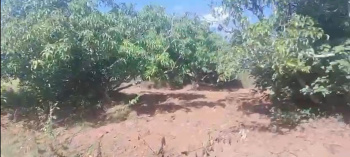 3 Acre Mango Plantation for Sale – Kuthagalu Hobli, Ramanagara Taluk