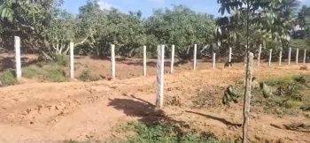 38 Gunta Mango Plantation for Sale – Kuthagalu Hobli, Ramanagara Taluk