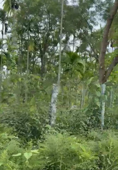 5 Acre 20 Gunta Areca Plantation for Sale – Doddaballapura