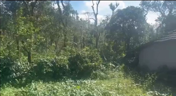 3 Acre 25 Gunta Robusta Coffee Plantation for Sale – Near Mudigere