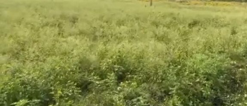 4 Acre Agricultural Land for Sale – Near Manchenhalli, Chikkaballapura