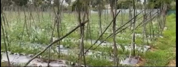 2 Acre Agricultural Land for Sale – Near Manchenhalli, Chikkaballapura