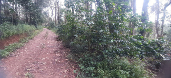 1.26 Acre Recorded Arabica Coffee Plantation for Sale – Near Chikkamagaluru