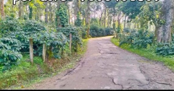 4 Acre Well-Maintained Arabica Coffee Plantation for Sale – Near Mallandur Road, Chikkamagaluru