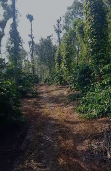 6 Acre Well-Maintained Robusta Coffee Plantation for Sale – Suntikoppa, Coorg