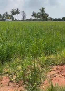 30 Gunta Prime Land for Sale – Doddaballapura (Bengaluru North Zone)