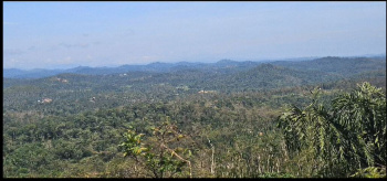80 Acre Coffee Plantation Estate for Sale – Sakleshpur | Coorg Border