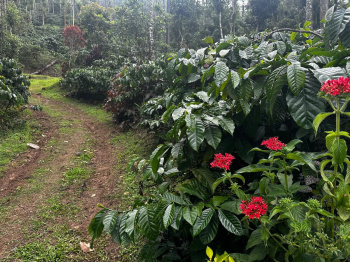 16 Acre Plantation Property for Sale – Kalasa Road (Mudigere Taluk)
