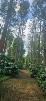 beautiful 10 acre coeffe and pepper planation near hasan with tar road access and strong water source and close proximity to SH road
