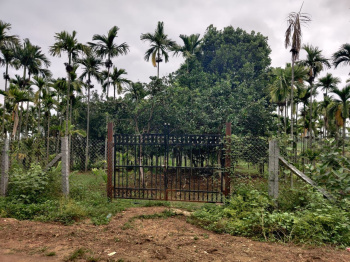 a beautiful  areca plantation with house and road access