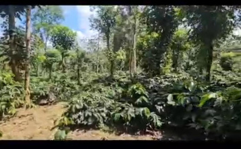 8 acre coeffe plantation for sale near shanivarsanthe coorg