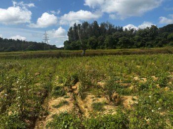 beautiful 7 acre stream attached property with young and plain fertile land perfect for farmhouse or long term investment near belur