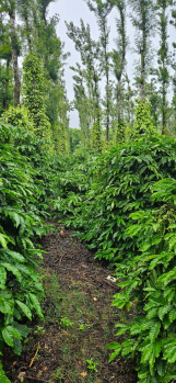 premium 90 acre robusta coeffe estate with pepper intercorp 8 borewells flat land beautiful bungalow