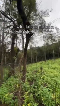 a rare hilltop estate with waterfalls stream stunning view and arabica plantation perfect for a serene retreat in the heart of chikkamagaluru giri