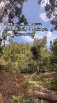 Premium 6 Acre Coffee Estate for Sale – Near Madikeri City