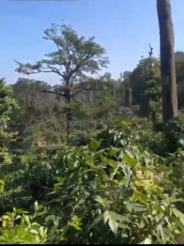 25 acre neglected plantation madikeri belt
