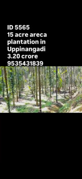 15 acres areca plantation for sale uppinangady highway belt