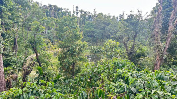 1 acre robusta coeffe plantation for sale near mudigere