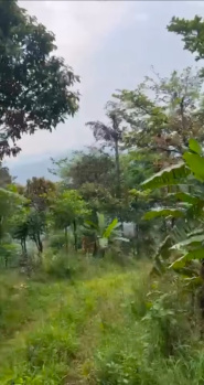 10 acres + 10acres paisari estate for sale near madikeri