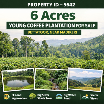6 acre young coeffe plantation for sale near madikeri
